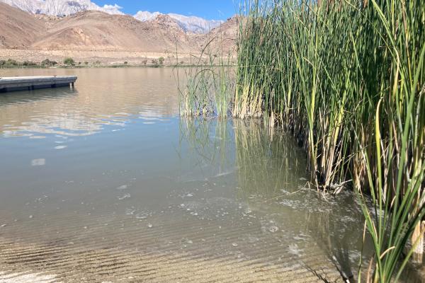 The photos shows the Diaz Lake boat ramp with floating surface scum algal mats.