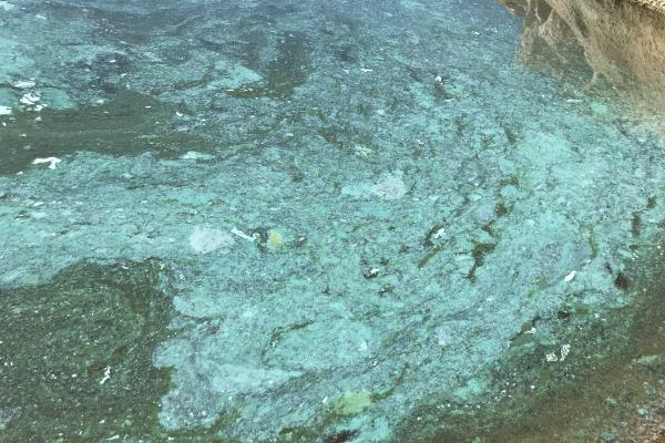 A turquoise bloom on the shore of the Pleasant Valley Dam.