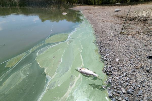 A dead fish in the waters of a harmful algal bloom on the shore of Diaz lake