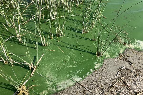 The green waters of a harmful algal bloom on the shores of Diaz Lake.